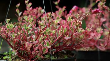 verdolagas flor utilizar para naturaleza antecedentes foto