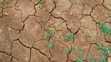 The ground has cracks in the top view for the background photo