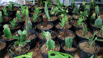 Potted mini cactus house plants photo