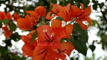 Bougenvile is called a paper flower plant photo