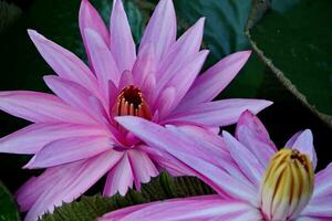 Natural Lotus Flower Blooms in a beautiful garden photo