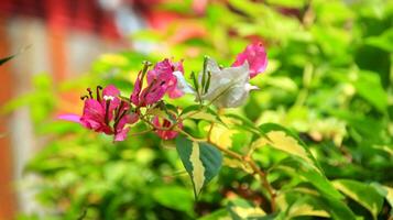 Bougenvile is called a paper flower plant photo