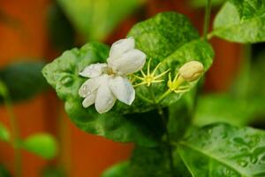 Jasmine flowers blossoming on bush in sunny day photo