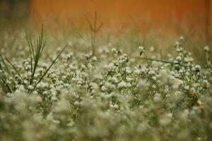 Patch of clover spotted with white flowers photo