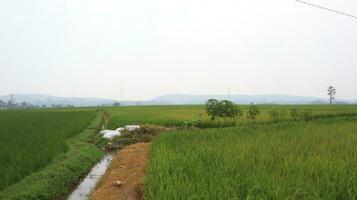 The atmosphere of the morning in the green rice fields with the background of mount. photo