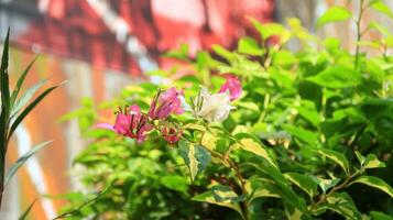 bougenvile es llamado un papel flor planta foto