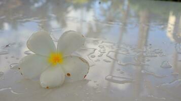 Tropical flowers frangipani with rain drops on white table photo