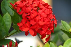 Inflorescences of hydrangea paniculata of the Rouge Diamand photo