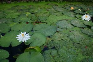 Natural Lotus Flower Blooms in a beautiful garden photo