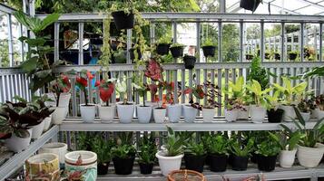 Taro is a group of plants from the genus Caladium photo