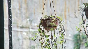 Baskets of hanging flowers on balcony photo