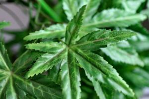 Marijuana leaves cannabis plants photo