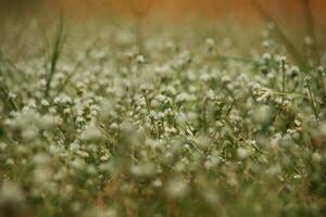 Patch of clover spotted with white flowers photo