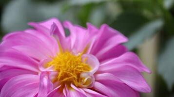 Pink flower peonies flowering on background green leaves photo