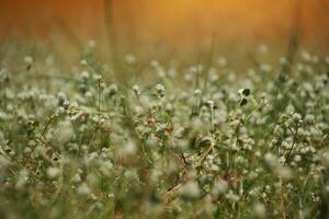 Patch of clover spotted with white flowers photo