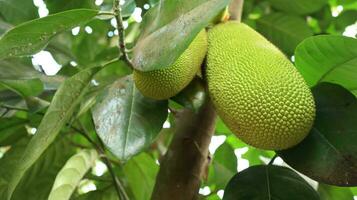 Jackfruit hanging on jackfruit tree. photo