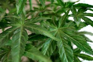 Marijuana leaves cannabis plants photo