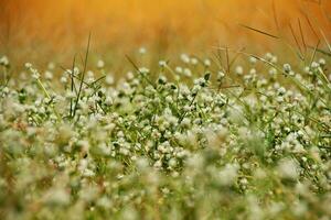 Patch of clover spotted with white flowers photo