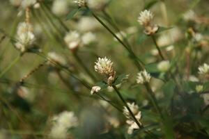 Patch of clover spotted with white flowers photo