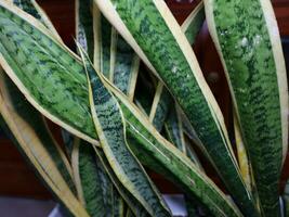 sansevieria trifasciata pequeño plantas foto