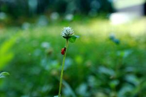 Lady bug perching on flower. Lady bug in nature photo