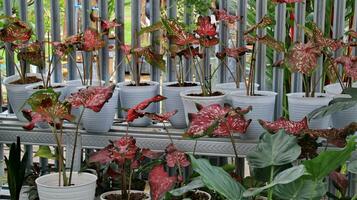 Taro is a group of plants from the genus Caladium photo