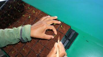 planting mangrove tree seeds in polybags photo