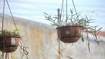 Baskets of hanging flowers on balcony photo