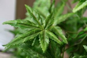 Marijuana leaves cannabis plants photo