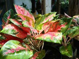 Aglonema or Siam Aurora, this ornamental plant photo