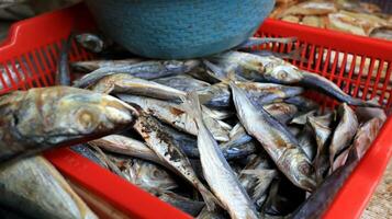 Various salted fish sell in a traditional market photo