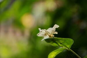 Jasmine flowers blossoming on bush in sunny day photo