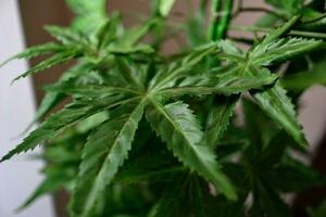 Marijuana leaves cannabis plants photo