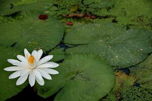 Natural Lotus Flower Blooms in a beautiful garden photo