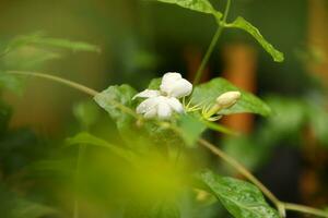 Jasmine flowers blossoming on bush in sunny day photo