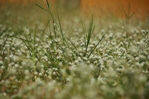 Patch of clover spotted with white flowers photo