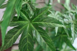 Marijuana leaves cannabis plants photo