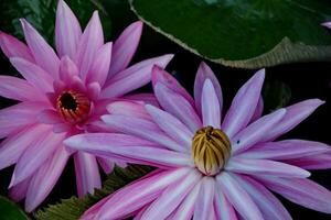 Natural Lotus Flower Blooms in a beautiful garden photo