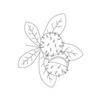 Chestnut. Hello autumn. Autumn season element, icon. Line art. vector