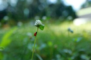 Lady bug perching on flower. Lady bug in nature photo