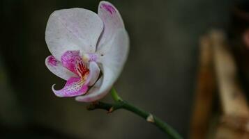 moon orchid or moth orchid and as anggrek bulan photo