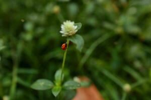 Lady bug perching on flower. Lady bug in nature photo