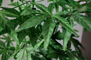 Marijuana leaves cannabis plants photo