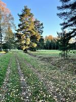 a dirt road in the middle of a field with trees photo