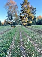 a dirt road in a field with trees and grass photo