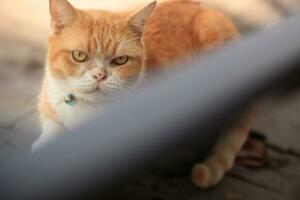 a very cute and chubby orange cat is sitting relaxed photo