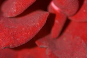 red background with rose flower petals in close-up photo