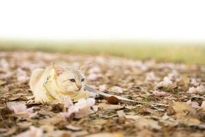 Brown cat lying in the grass on nature background photo