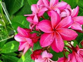 Clásico estilo adenium flores para antecedentes foto