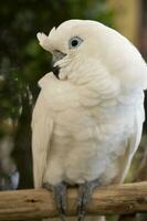 blanco crestado cacatúa, animales foto